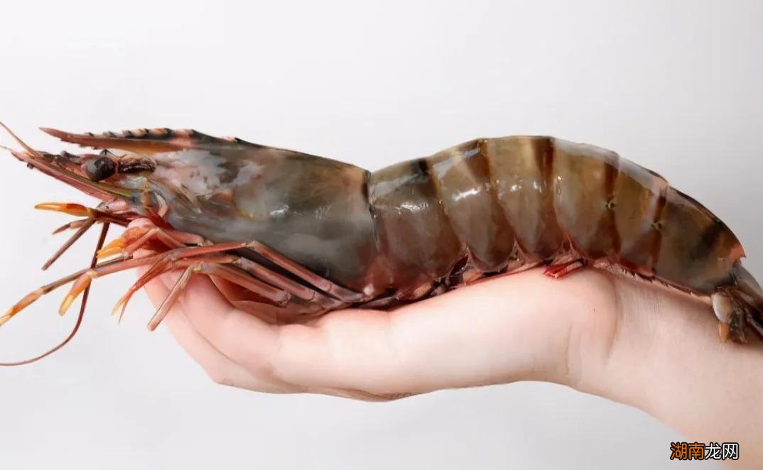 常见的虾种类以及名称介绍 虾的品种大全及图片