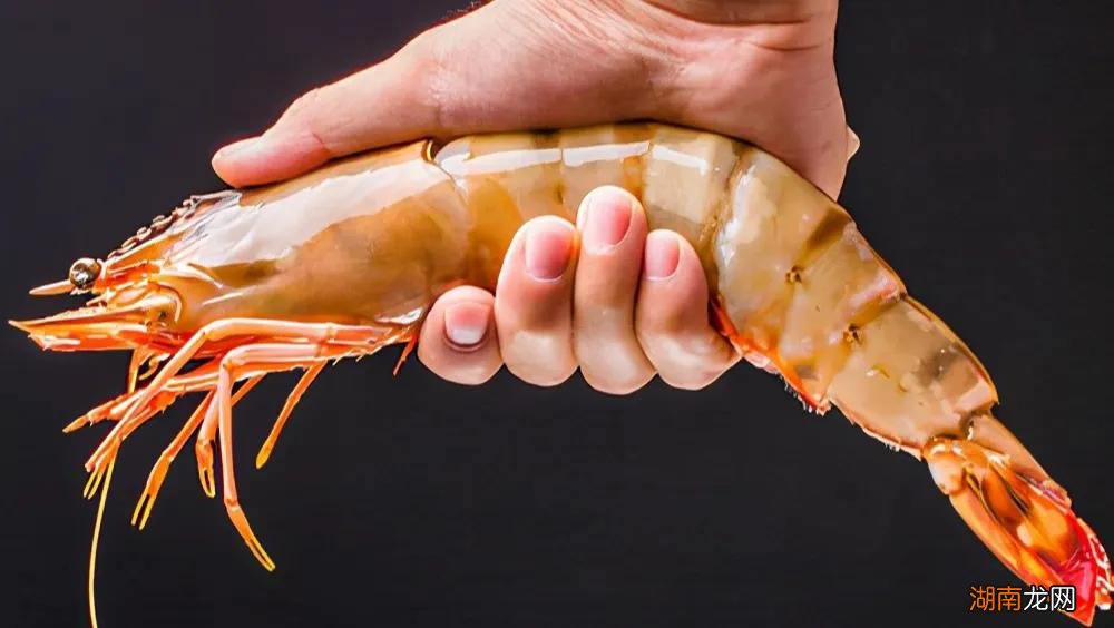 常见的虾种类以及名称介绍 虾的品种大全及图片