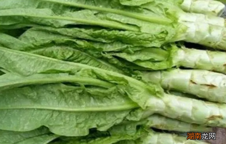 油麦菜下面的梗是莴笋吗?能吃吗?