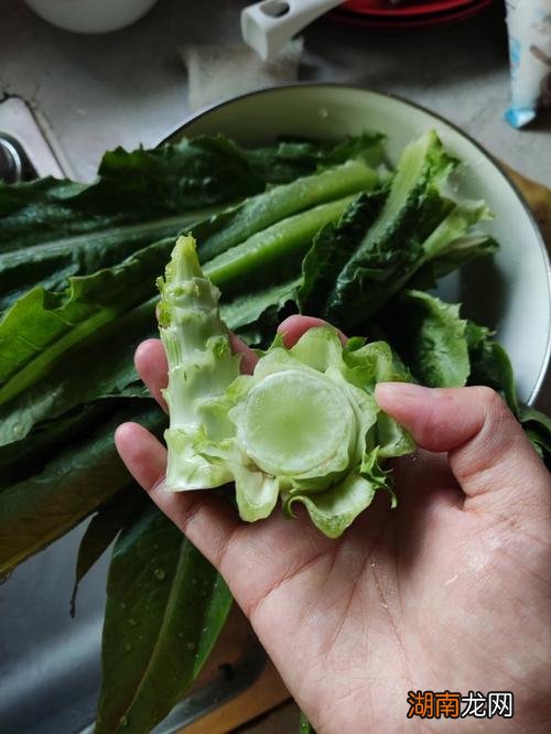 油麦菜下面的梗是莴笋吗?能吃吗?