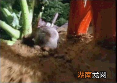 鼩鼱对人类有害抓到鼩鼱要放了吗 鼩鼱是什么动物