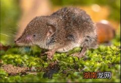 鼩鼱对人类有害抓到鼩鼱要放了吗 鼩鼱是什么动物