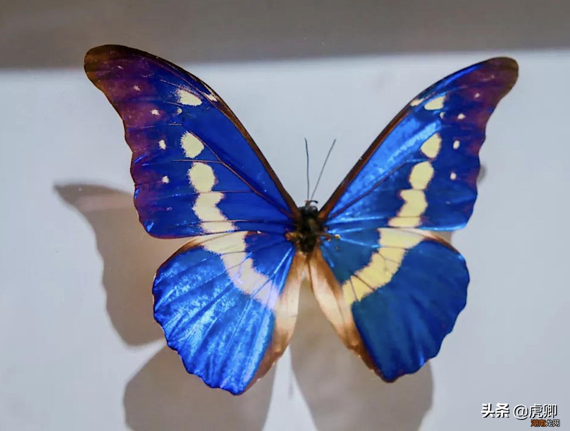 全球有哪些比较珍贵罕见的蝴蝶 世界上第一稀有的蝴蝶