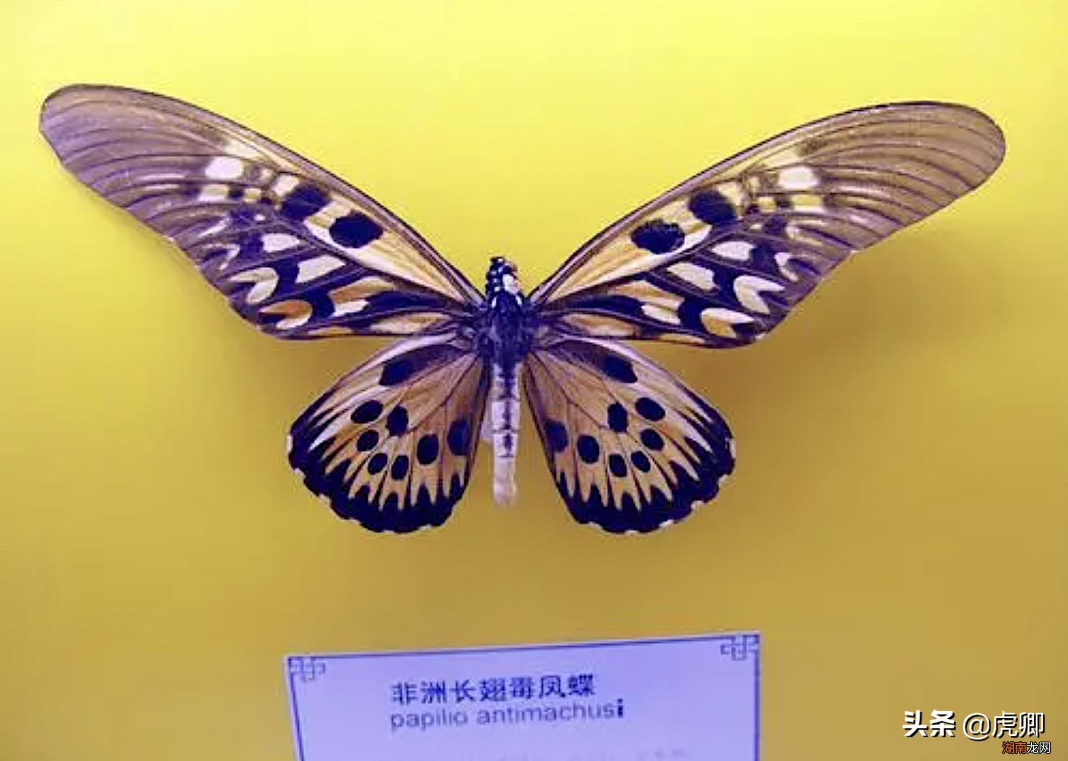 全球有哪些比较珍贵罕见的蝴蝶 世界上第一稀有的蝴蝶