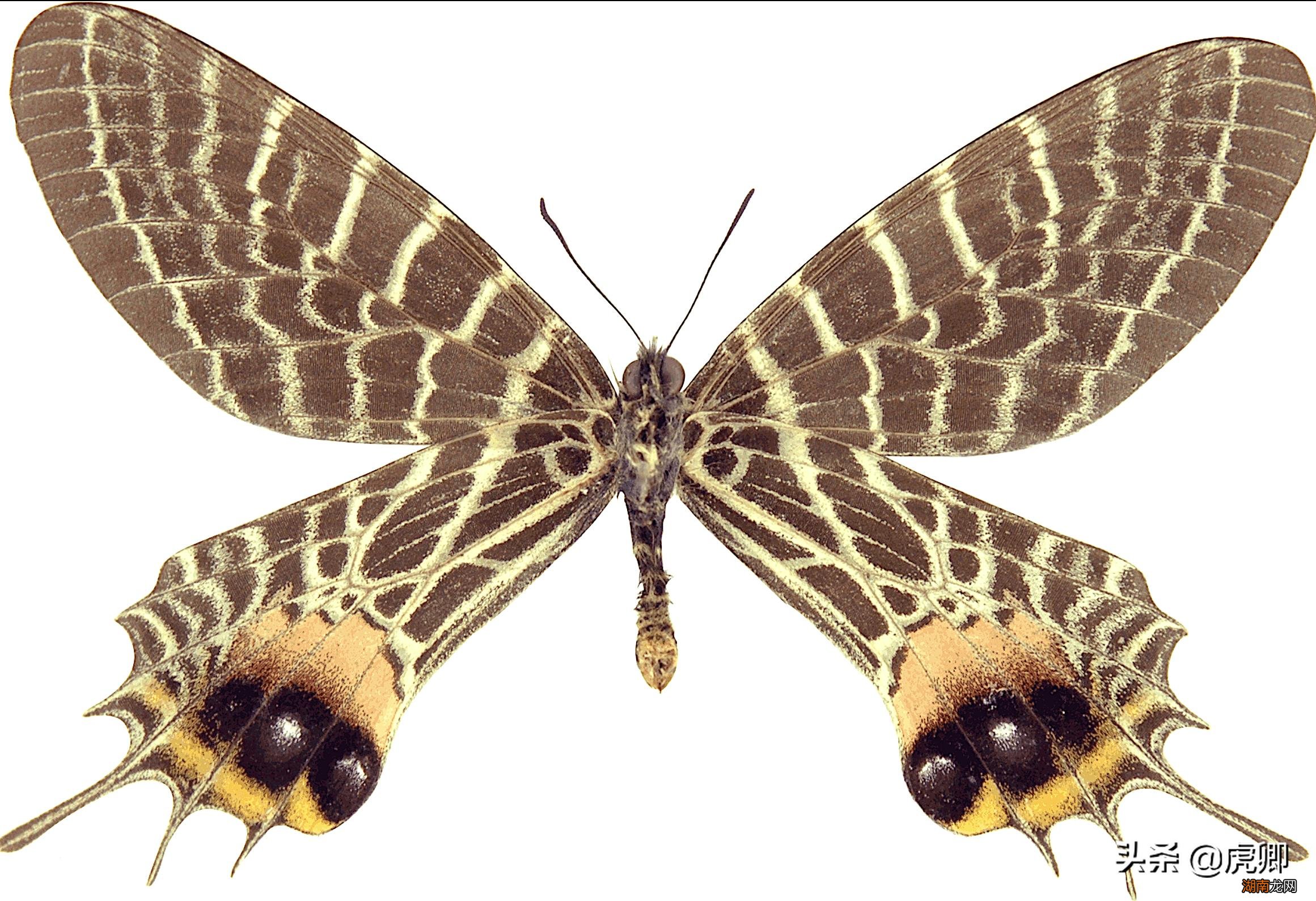 全球有哪些比较珍贵罕见的蝴蝶 世界上第一稀有的蝴蝶