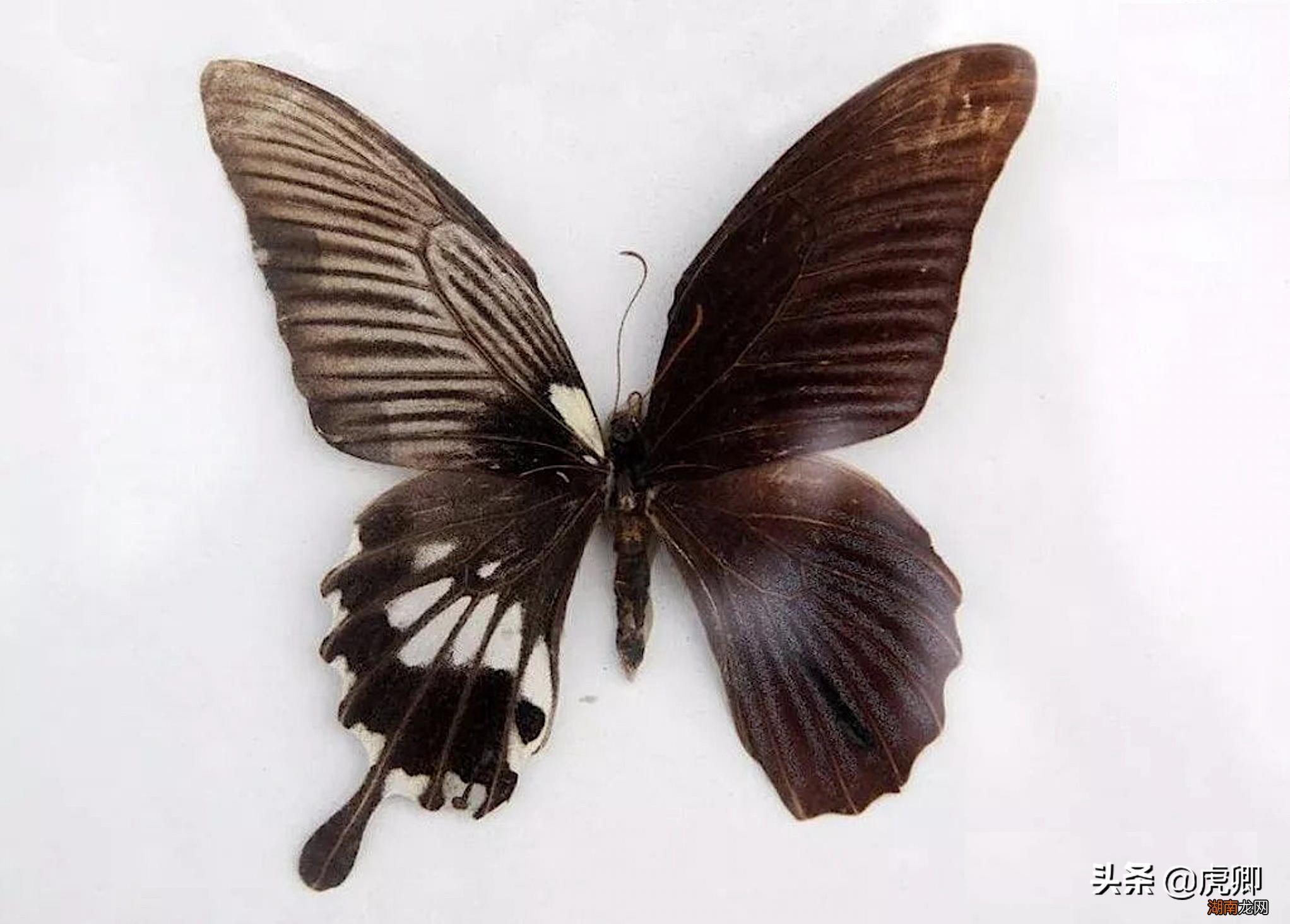 全球有哪些比较珍贵罕见的蝴蝶 世界上第一稀有的蝴蝶