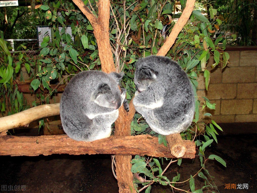 全球最可爱的小动物排名前十 世界十大最萌动物排行榜