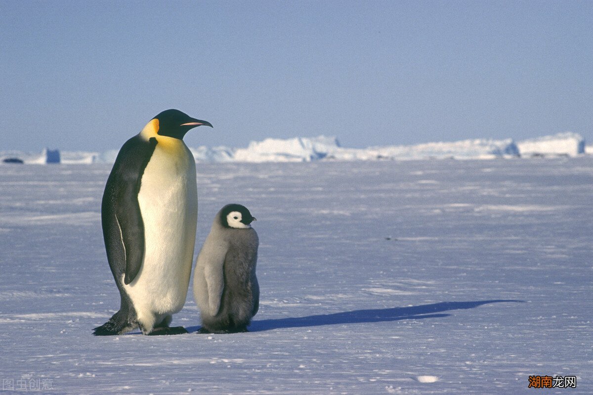 全球最可爱的小动物排名前十 世界十大最萌动物排行榜