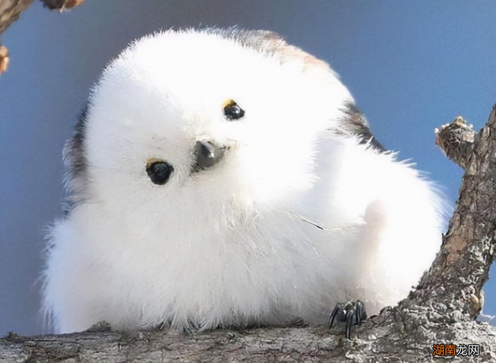 全球最可爱的小动物排名前十 世界十大最萌动物排行榜