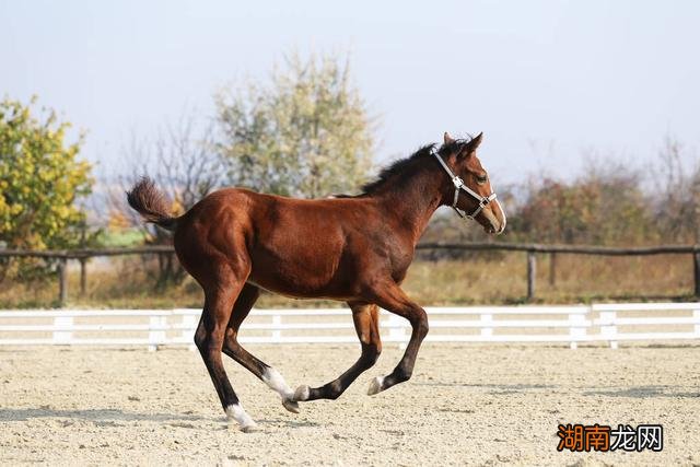 十二生肖最绝情的4个生肖属相 绝情绝爱是什么生肖