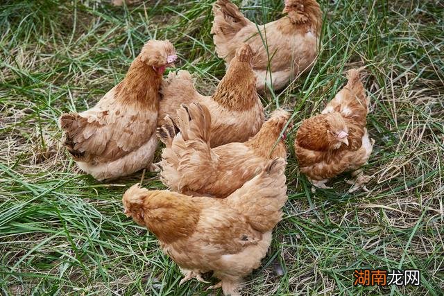 洞察力强直觉预测准的4大生肖 十二星座谁的直觉最准