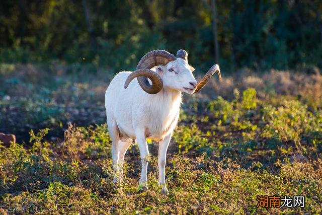 属羊的人智商高精明吗 属羊的人脑子聪明吗