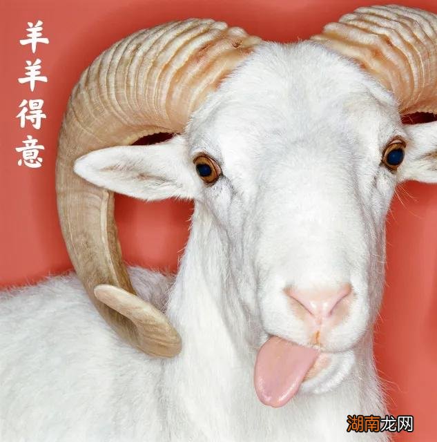 属羊的人智商高精明吗 属羊的人脑子聪明吗