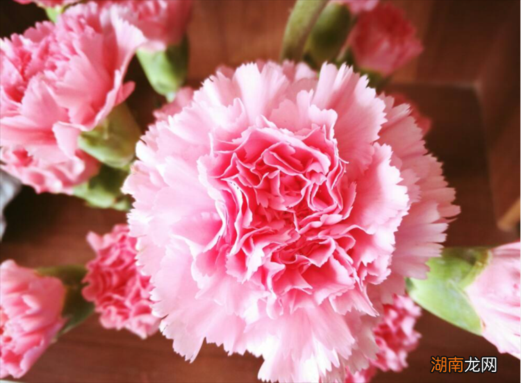 妈妈过生日送什么花寓意好 送母亲生日的花