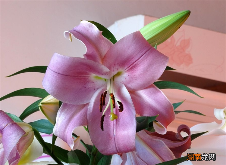 妈妈过生日送什么花寓意好 送母亲生日的花