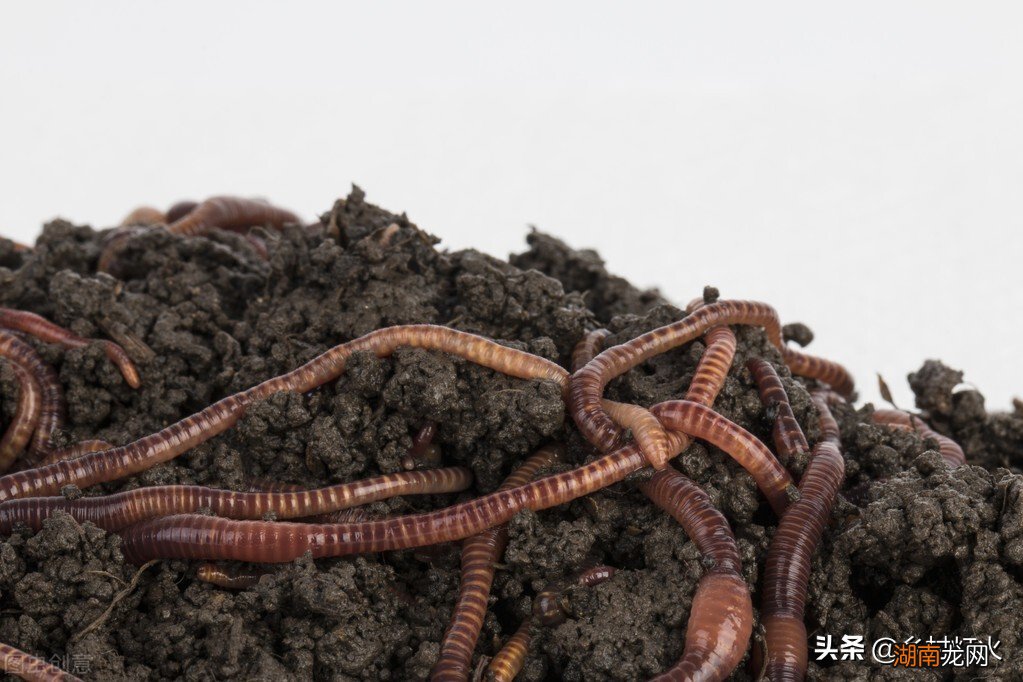 怎么养殖蚯蚓生长繁殖快又高产 蚯蚓吃什么长得最快