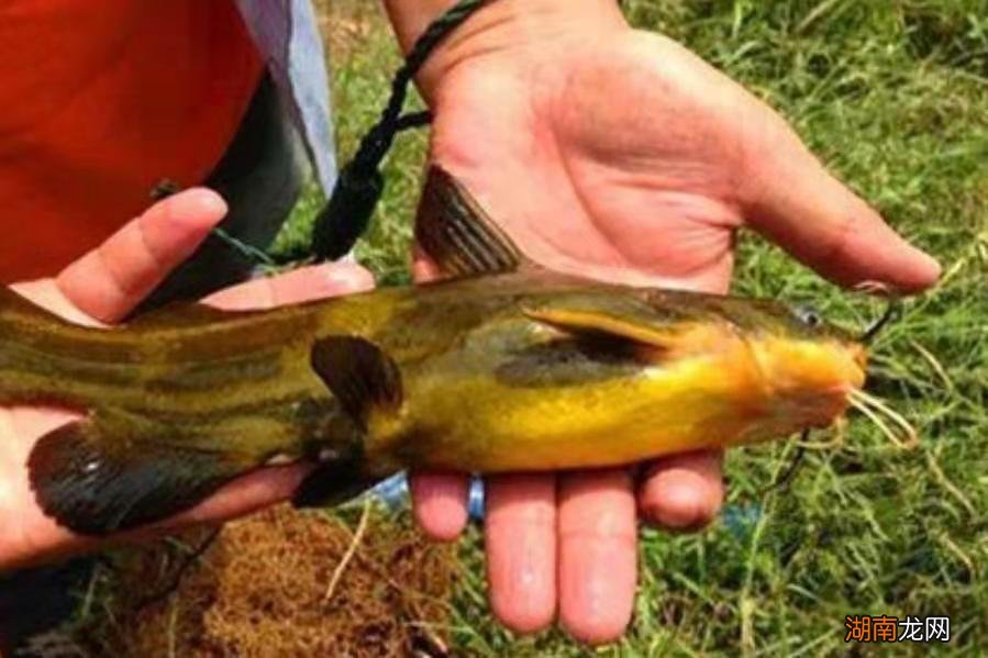 黄骨鱼生活在什么水域 钓黄骨鱼最佳时间是什么时候