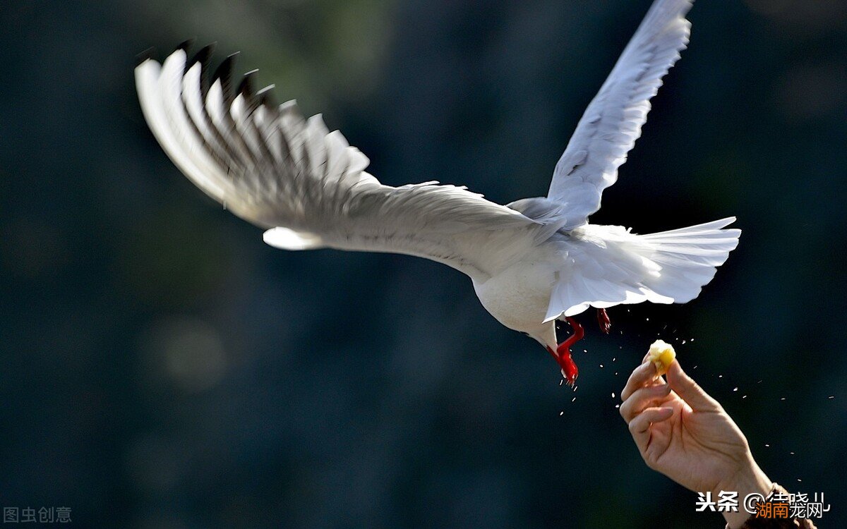 骑鹅旅行记主要主人公人物和内容 骑鹅旅行记的作者是谁