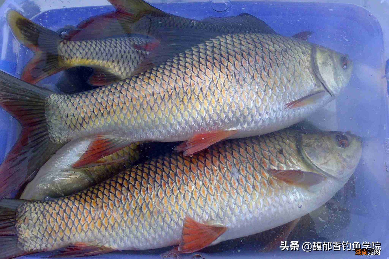 土鲮鱼的觅食习性和垂钓技巧 鲮鱼喜欢吃什么味型的饵料