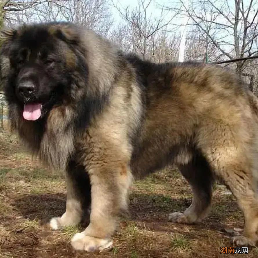 世界上凶猛的十大名犬品种及图片 十大猛犬排行榜介绍