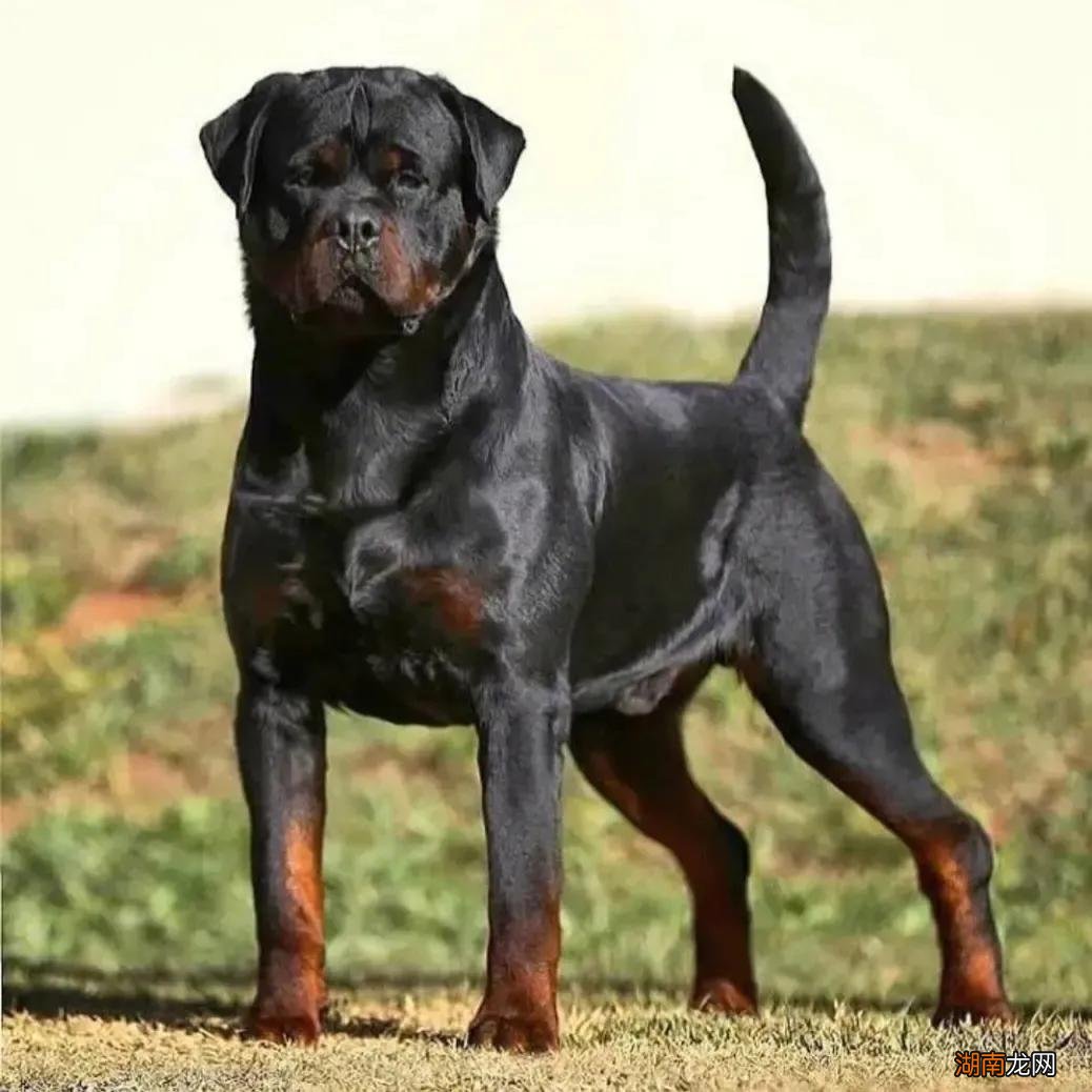 世界上凶猛的十大名犬品种及图片 十大猛犬排行榜介绍