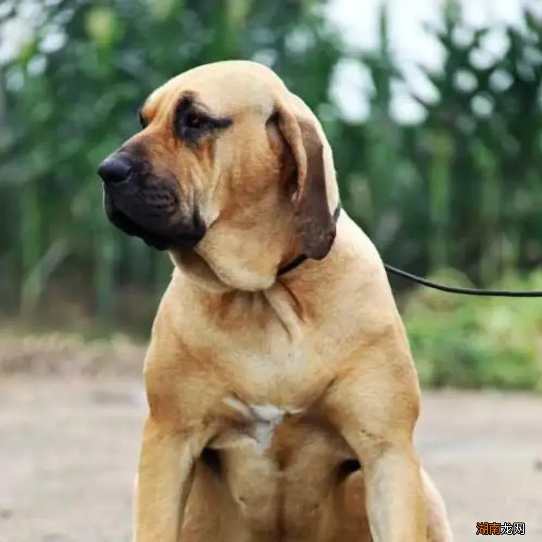 世界上凶猛的十大名犬品种及图片 十大猛犬排行榜介绍