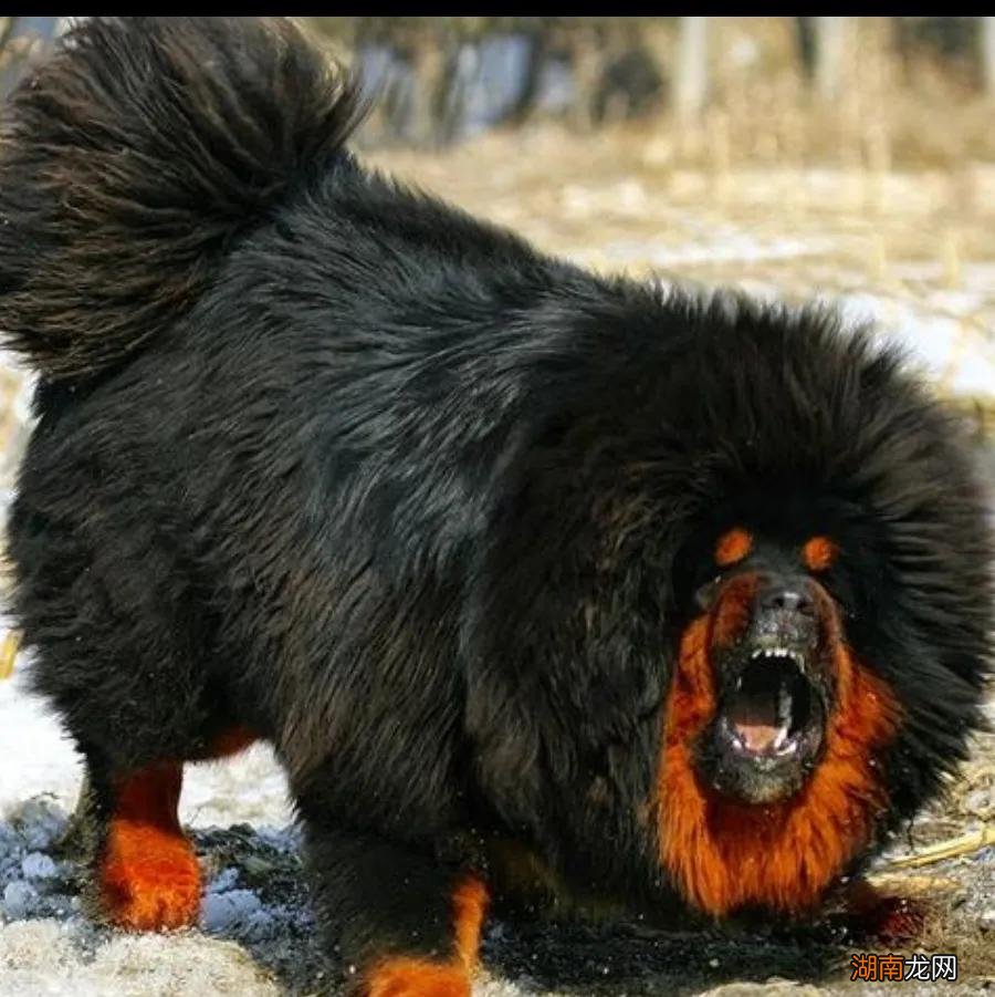 世界上凶猛的十大名犬品种及图片 十大猛犬排行榜介绍