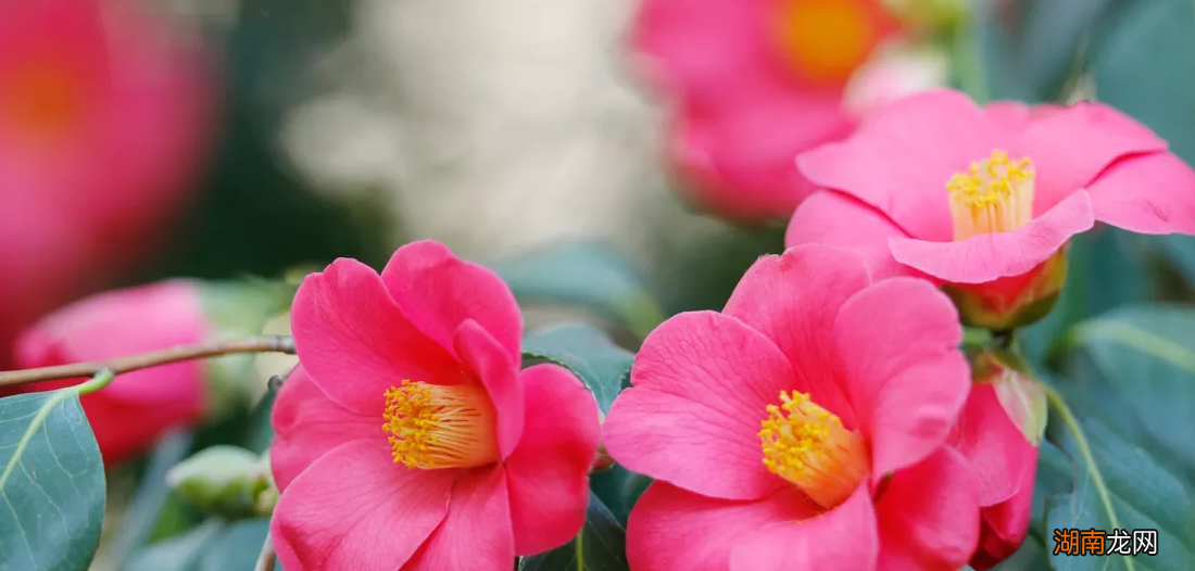 怎么让白羊男越来越喜欢你 怎么抓住白羊座男人的心