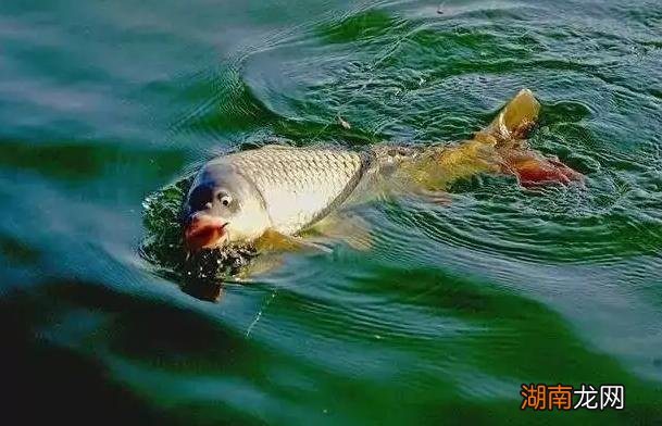 野钓鲤鱼的黄金时间是什么时候 鲤鱼几月份开口好钓
