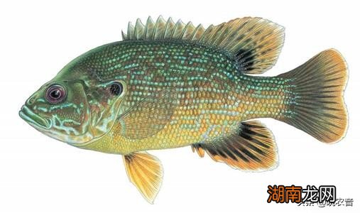 太阳鱼和罗非鱼是一种鱼吗 太阳鱼和罗非鱼的区别大不大