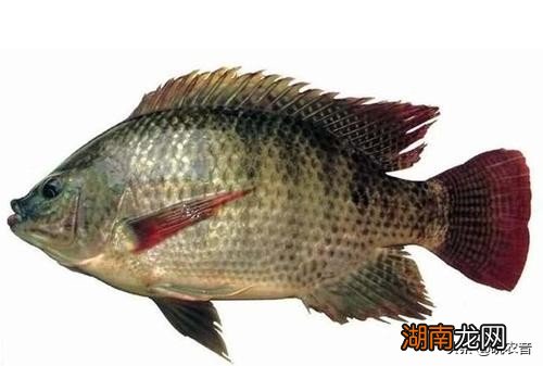 太阳鱼和罗非鱼是一种鱼吗 太阳鱼和罗非鱼的区别大不大