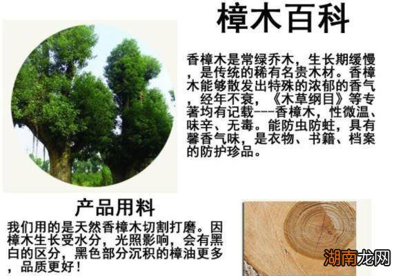 香樟木的香味对人体有害吗