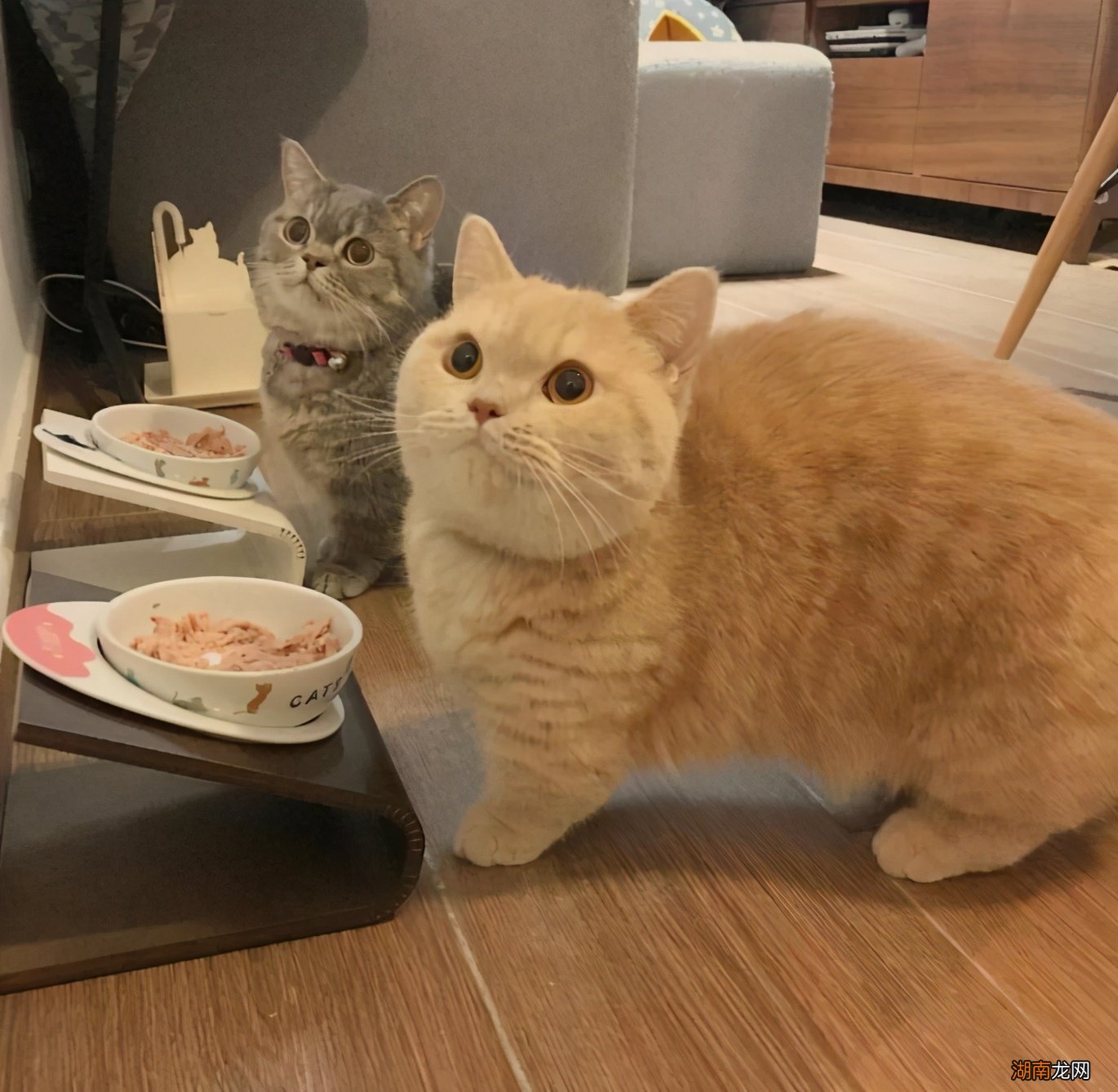 教你从4个方面判断短腿猫的品种 短腿猫是什么品种