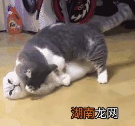 教你从4个方面判断短腿猫的品种 短腿猫是什么品种