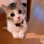 教你从4个方面判断短腿猫的品种 短腿猫是什么品种