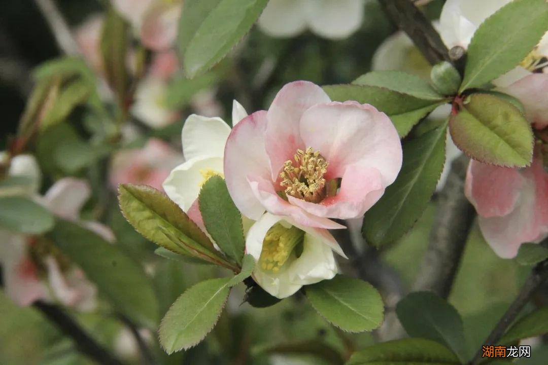 和白羊座恋爱为什么惹不起 为什么不能惹白羊座哭