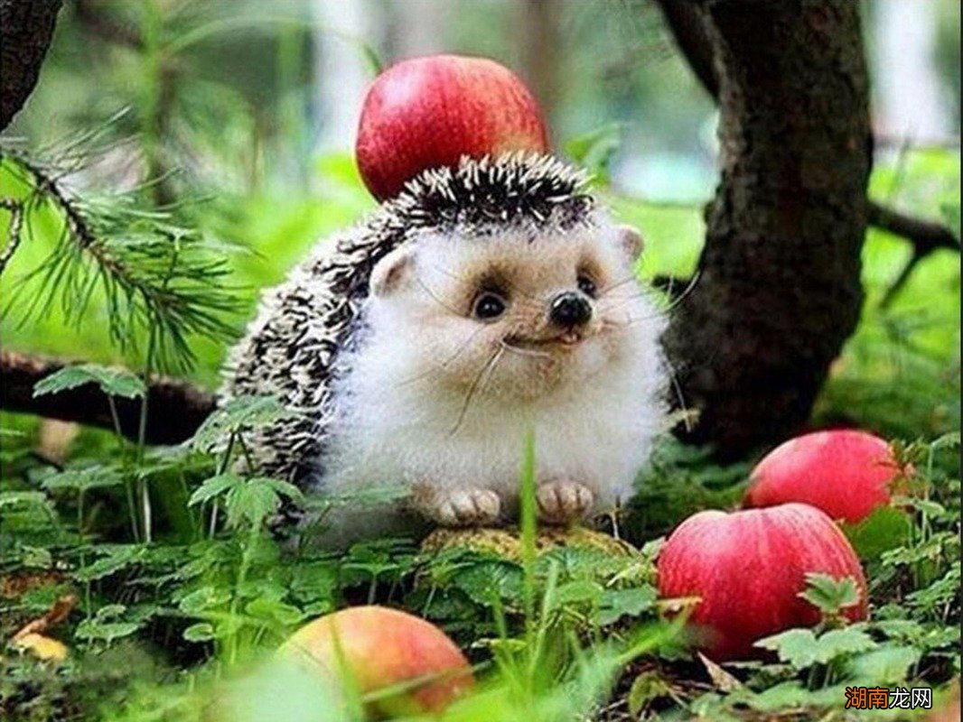 盘点刺猬有哪些天敌动物 有什么动物不怕刺猬的刺