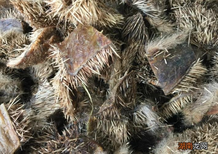 盘点刺猬有哪些天敌动物 有什么动物不怕刺猬的刺