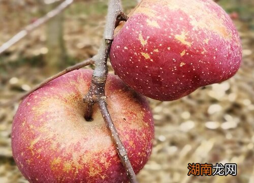 全国哪里产的苹果出名 哪里的苹果好吃又脆又甜