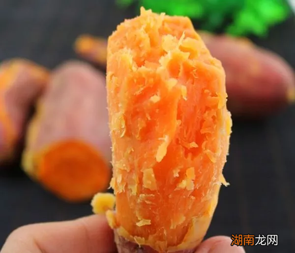 网红地瓜红蜜薯产自哪个地方 六鳌红蜜薯产地在哪里