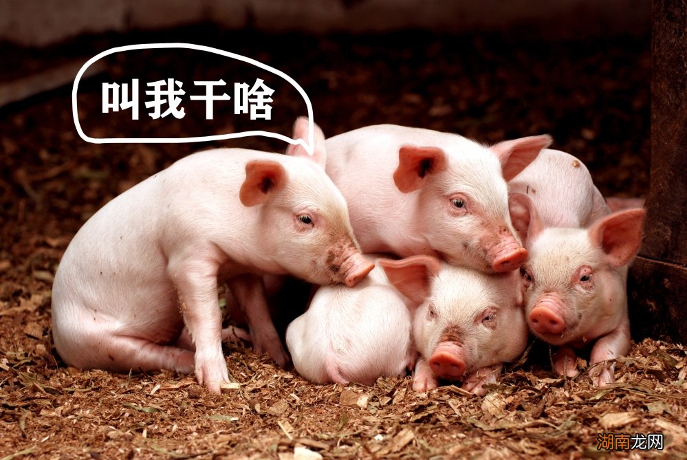 深度解析猪不吃肉还能胖起来的原因 猪是杂食动物吗