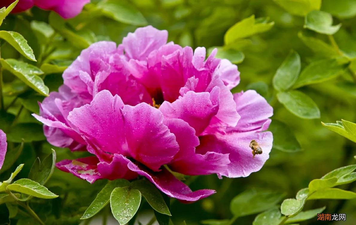 牡丹花象征着什么样的人群 中国国花牡丹象征着什么