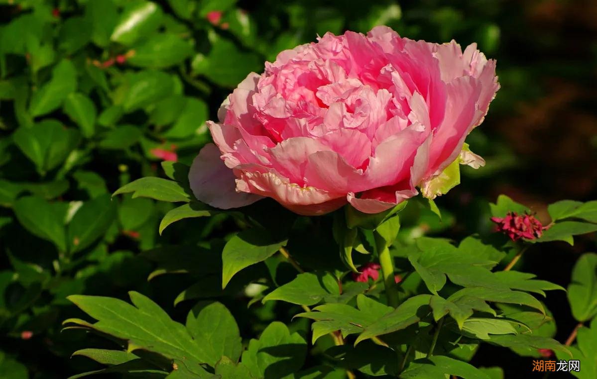 牡丹花象征着什么样的人群 中国国花牡丹象征着什么