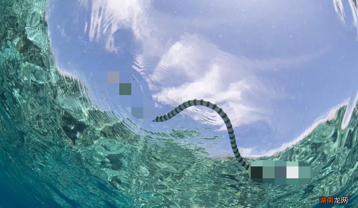 无人敢捕捉的海蛇咬人有多危险 为什么渔民都害怕海蛇