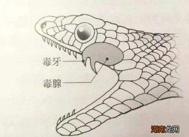 无人敢捕捉的海蛇咬人有多危险 为什么渔民都害怕海蛇