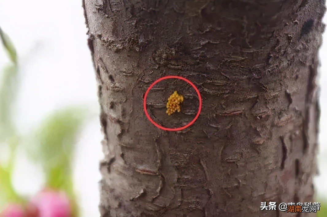 冬天为什么要在树根部涂上白色东西 树为什么要刷白漆