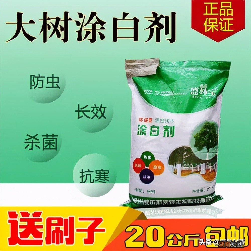 冬天为什么要在树根部涂上白色东西 树为什么要刷白漆