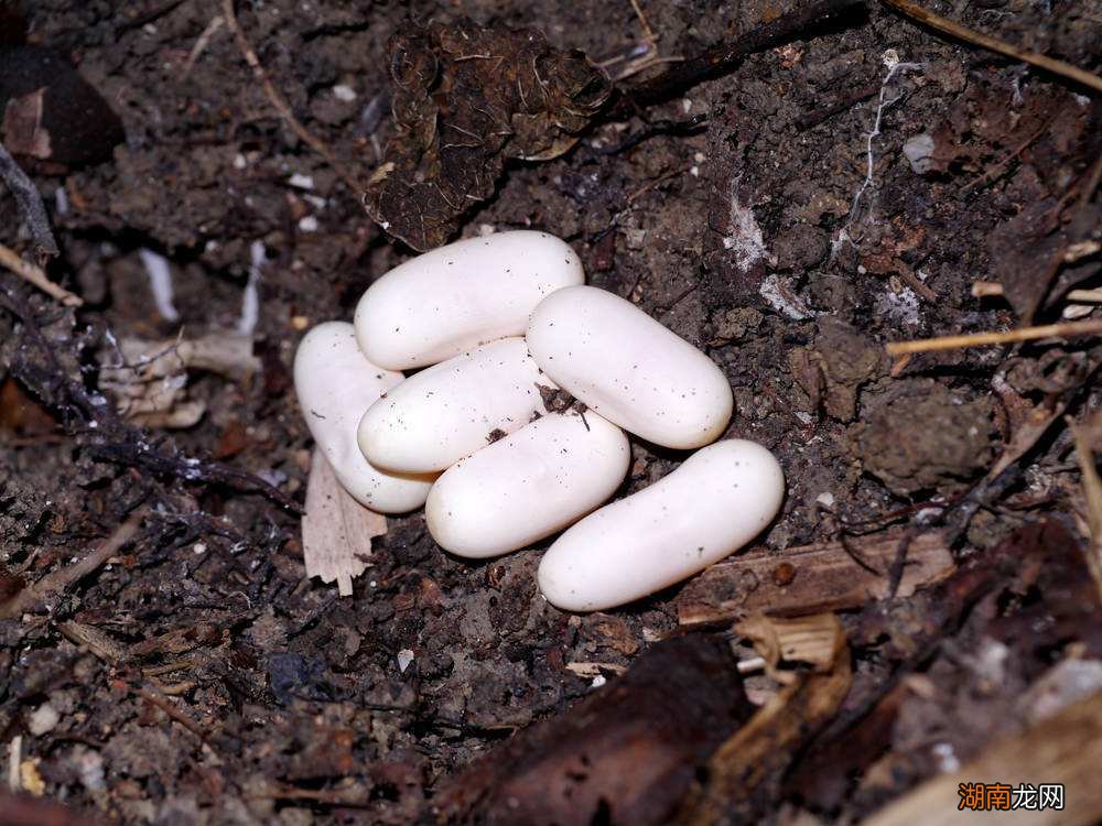 眼镜蛇是自然界最大的毒蛇吗 世界上最大的毒蛇是什么