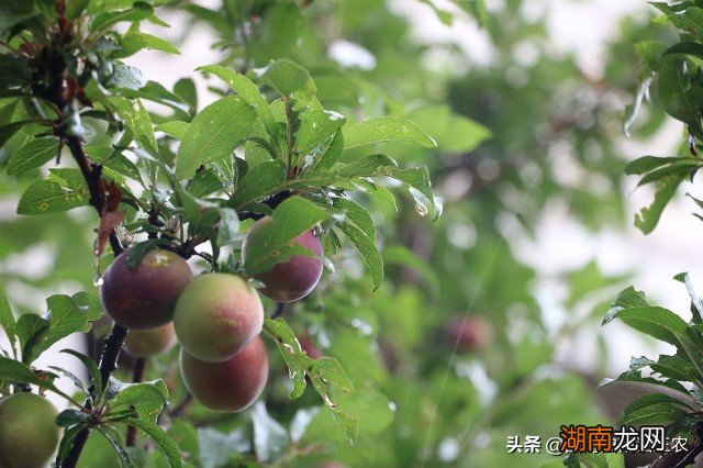 院里种一棵杏树十几年的吉利吗 院子有杏树一棵好不好