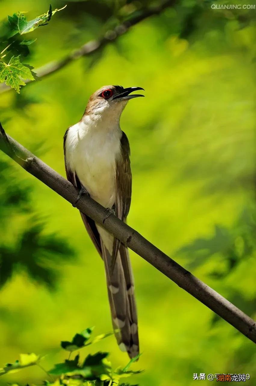 布谷鸟叫声意味着什么季节 布谷鸟叫声代表什么意思
